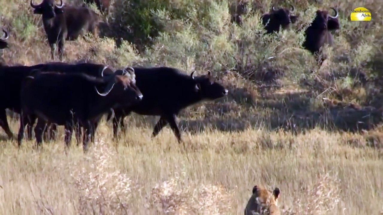 Duba Plains Camp, Löwen Jagd, Okavango Delta, Botswana - © Abendsonne Afrika