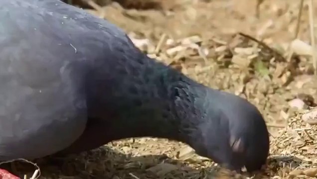 Kediden Harika Bir Performans - Güvercin Avı