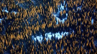 The Great North: Bird's eye view of the sub alpine forest and its natural beauty
