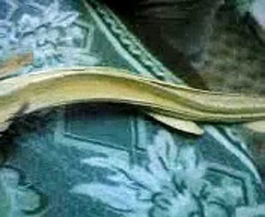 an alien-looking shark Caught in Algeria