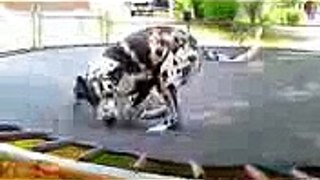 Animals Jumping on Trampolines Compilation 2013 NEW HD  Best Vine Videos