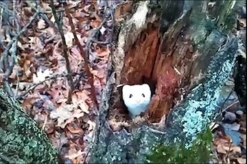 Ever just want to give up on life and be a cute thing that lives in a tree