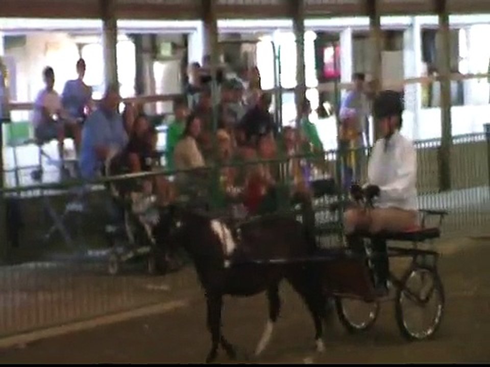 2009 DRIVING OBSTACLE   MINIATURE HORSE PORTER COUNTY FAIR