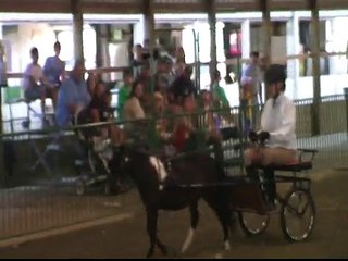 2009 DRIVING OBSTACLE   MINIATURE HORSE PORTER COUNTY FAIR