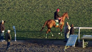 California Chrome Spends Thanksgiving Getting a 2nd Taste of Turf