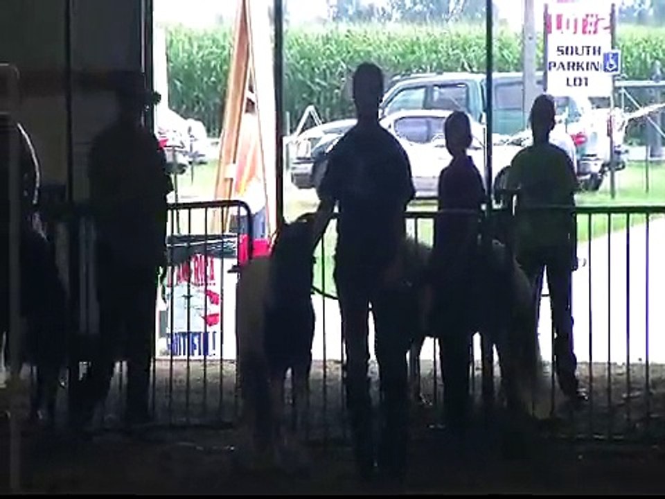 2009 JUNIOR HALTER OBSTACLE 1  MINIATURE HORSE PORTER COUNTY FAIR