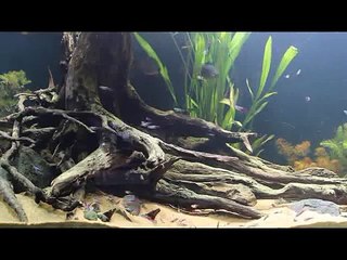 Terra Orinoco (biotop)