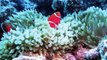 Great Barrier Reef & Fiji Scuba Diving