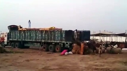 Today Friday 2015 early Morning at Block 4 unloading the troller