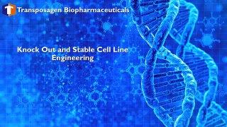 Knockout and Stable Cell Line Engineering