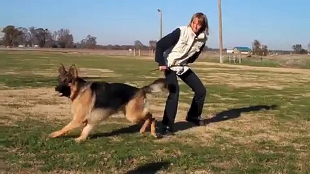 Personal protection dogs