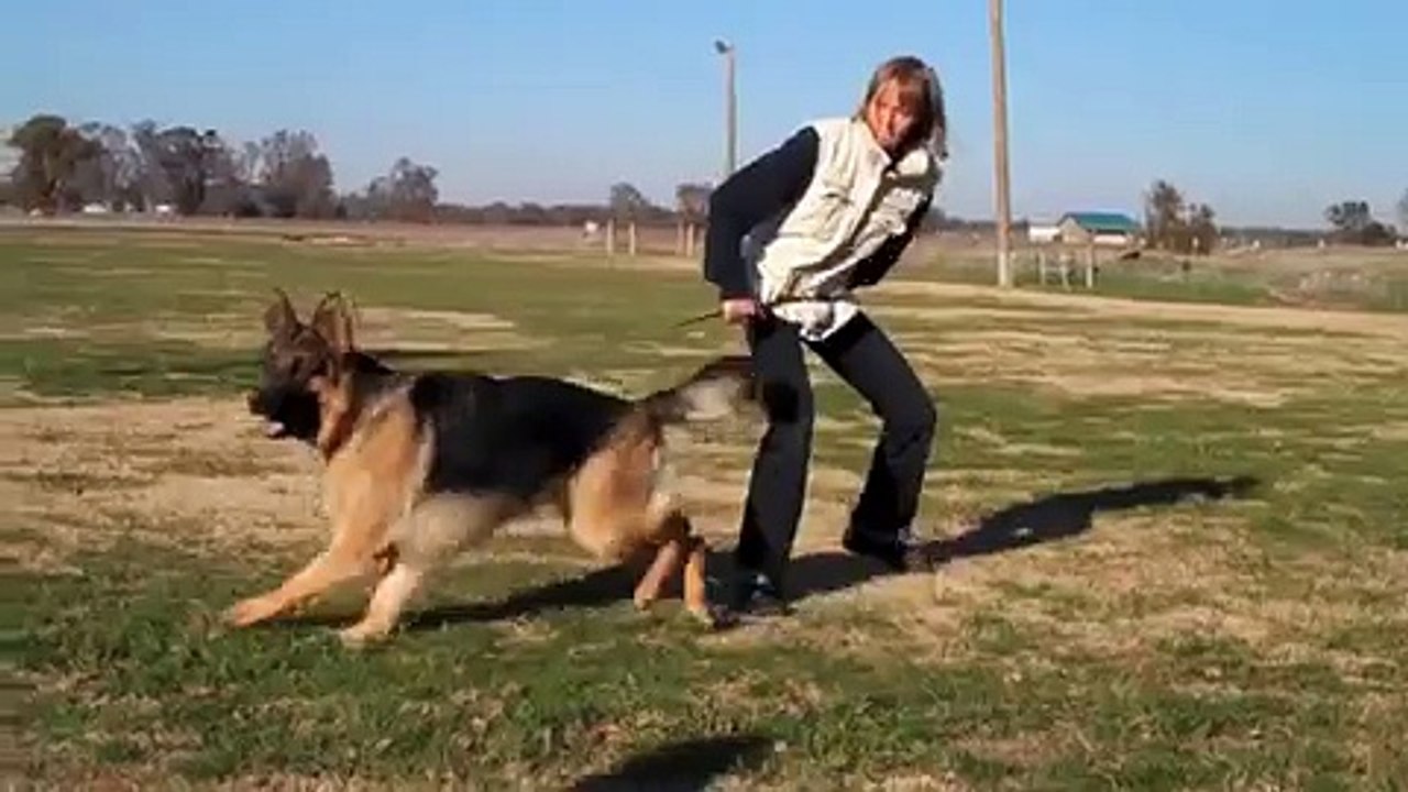 Personal protection dogs