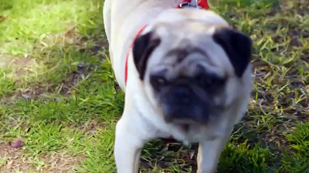 Oddball (2015) Odd Pets Clip 1 [HD] - Shane Jacobson, Sarah Snook, Deborah Mailman