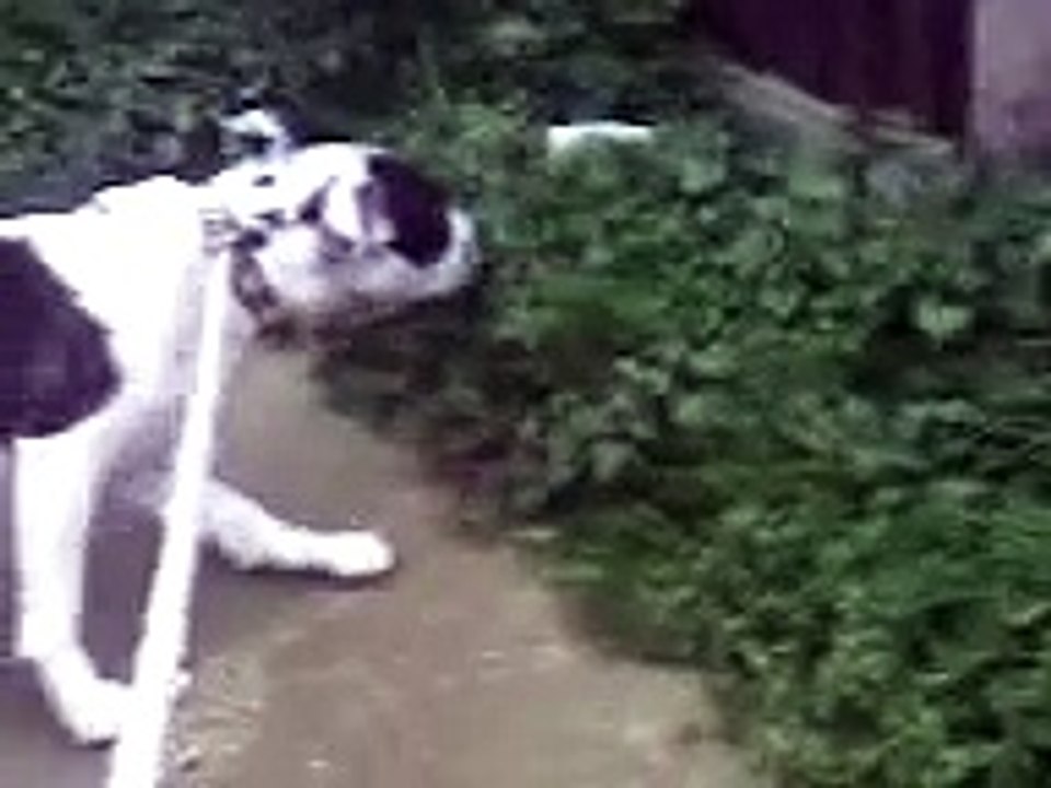 Poppy Going Mad Over A Rubber Ducky Ringtone