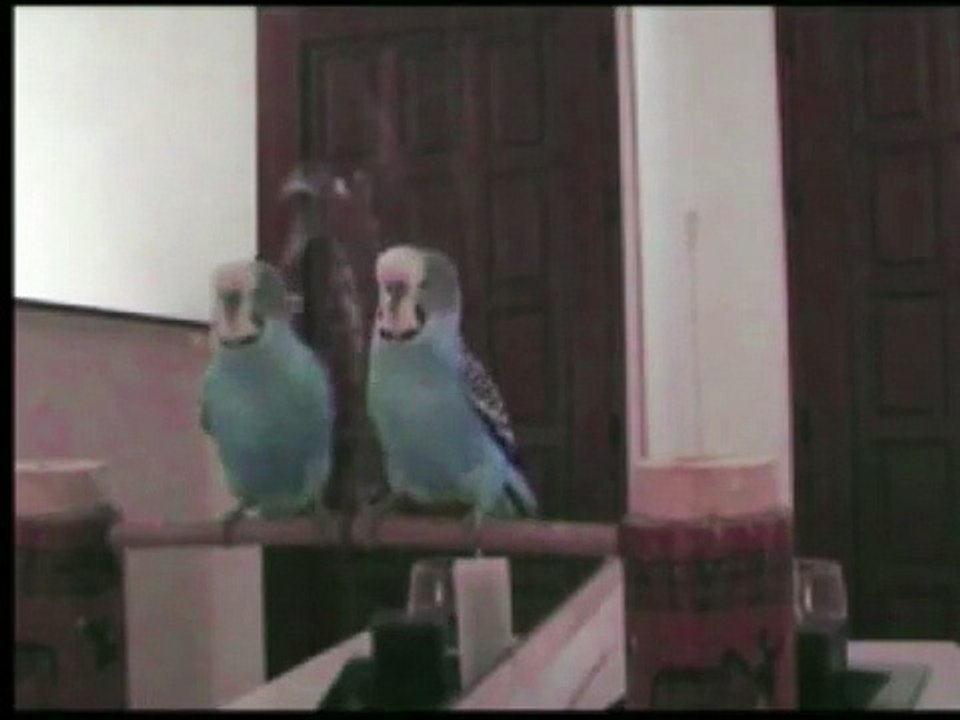 Mango chante la Cucaracha