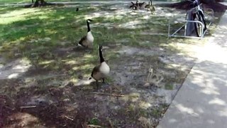 GOSLING & GEESE AT TIDEWATER COMMUNITY COLLEGE