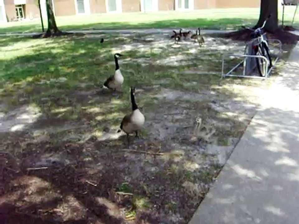 GOSLING & GEESE AT TIDEWATER COMMUNITY COLLEGE