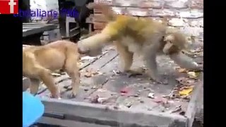 Monkey funny with dog