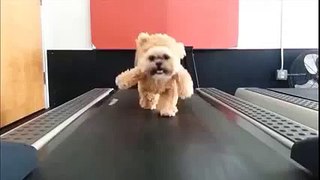 Chú chó đáng yêu tập thể dục - Funny dog
