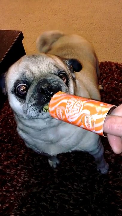 Ice cream pug