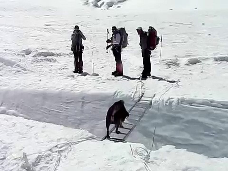 Dog in Camp 2 following some Sherpas