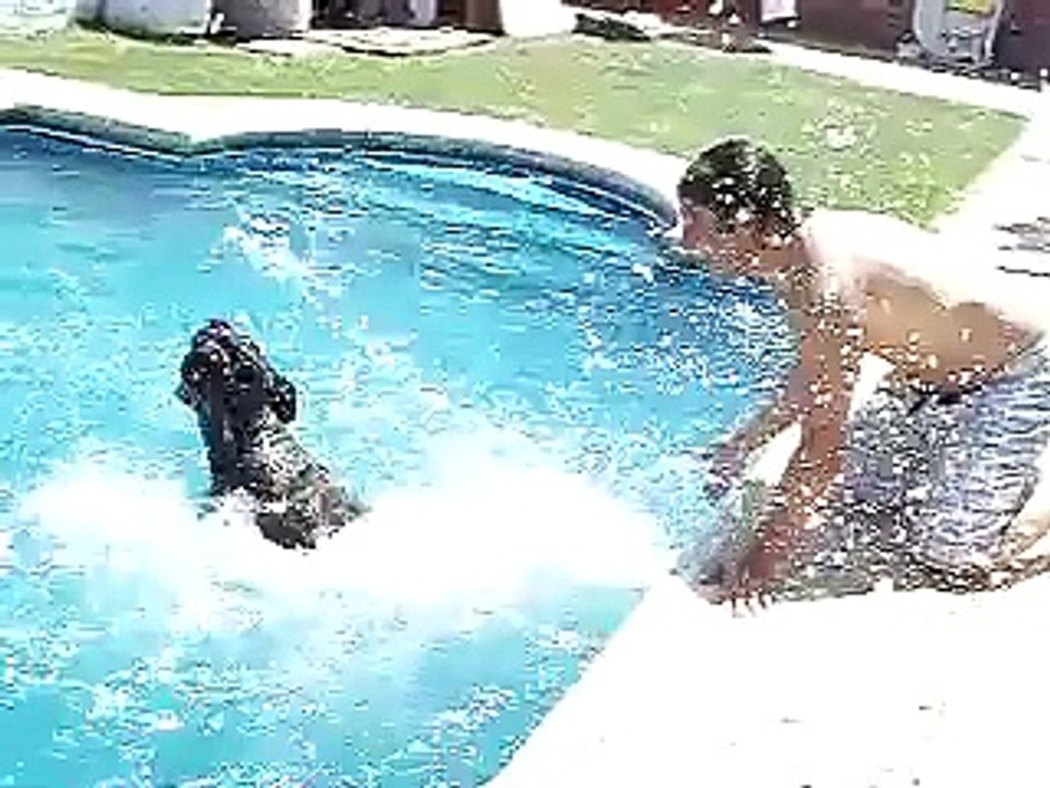 Perrito zambullidor Monte Grande