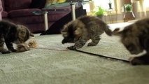 Siberian Kittens for sale - 11 weeks old