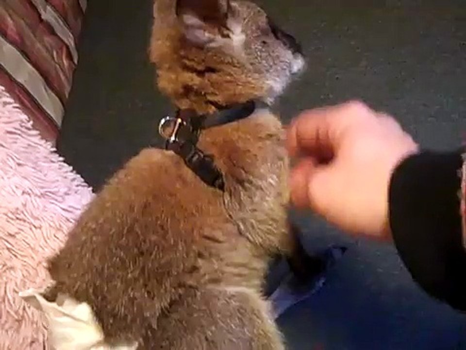 Wallabie   "Wallace"