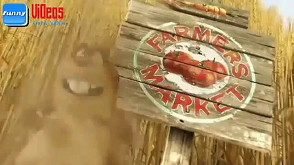 Cartoon Funny 2015 - Brown Rats Foraging