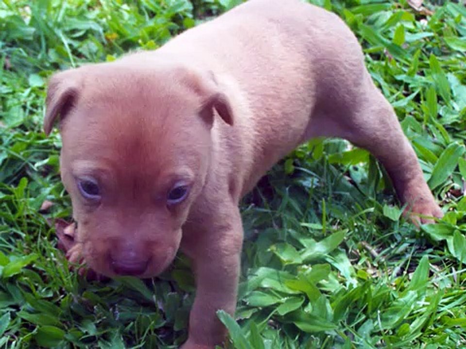 Staffy X Bullmastiff X Pitbull
