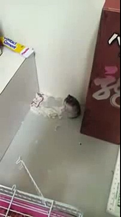 If the mouse pretend to be dead