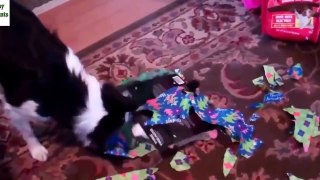 Dogs Opening Christmas Presents: Compilation