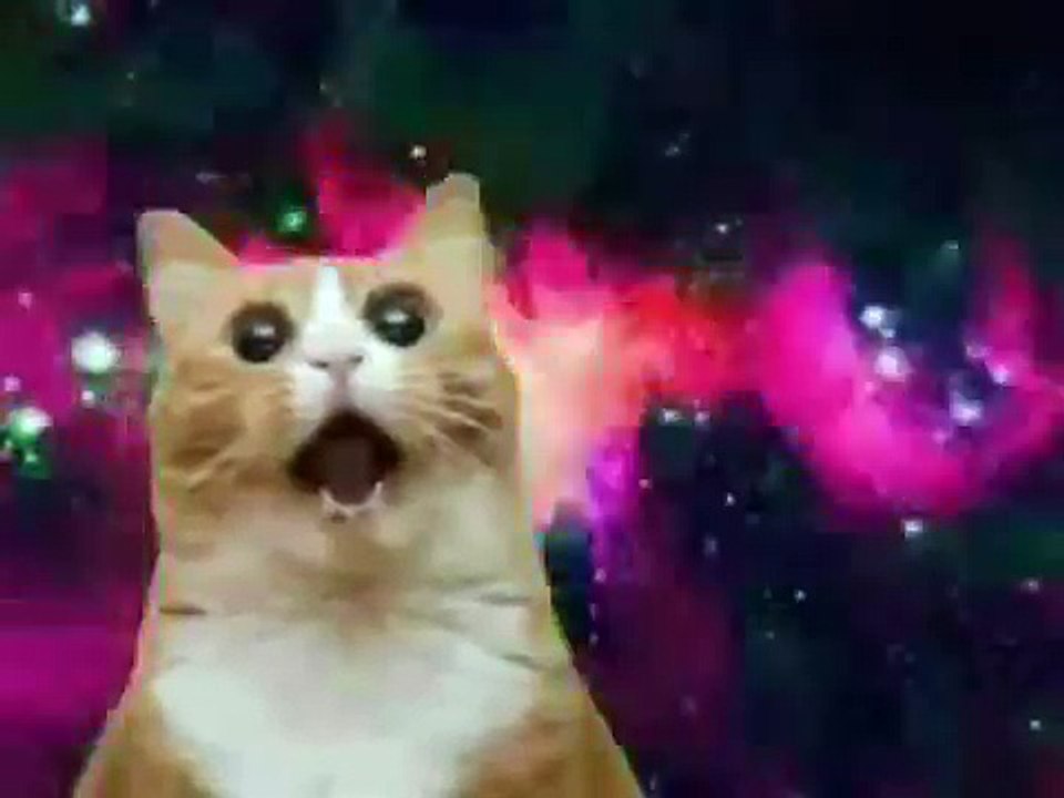 Happy Birthday, Funny Cats Style! #2   On the Move