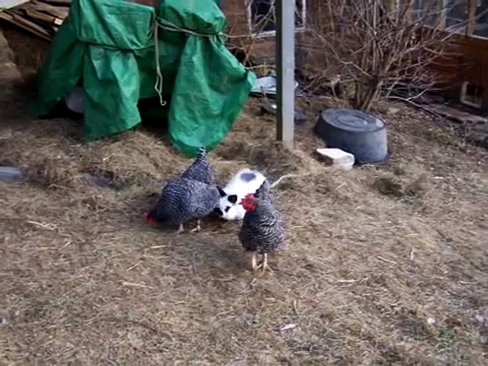 Misguided romantic rabbit
