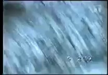 SESSO ANIMALE toro incapace