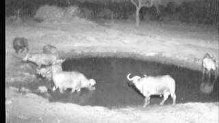 Buffalo Herd at Nkroho 08/13/07 - 4
