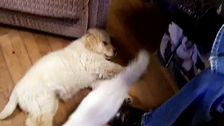 Puppy vs. Kitten