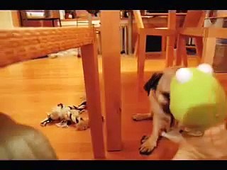 The Pug Files: Why Fu Has a Mad-Eye