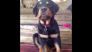 Funniest Puppy Fights and Funny Fails   Top 10 Funny Little Dog Videos   Puppy Vines 2015