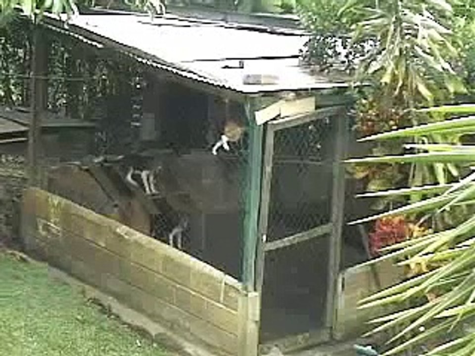 Dog Prison Break. Fuga para a Liberdade Canina.