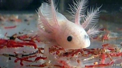 Axolotl Babys
