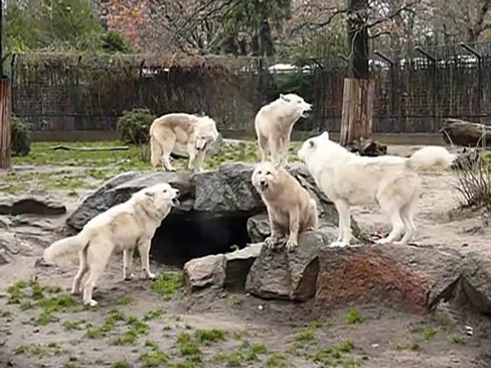 Arctic Wolves in Zoo Berlin howling growling barking!