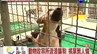 認養流浪貓狗 最高領4千補助費 - 華視新聞網