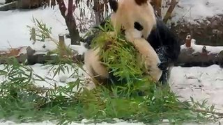 Cute Fu Long getting Chased in the Snow