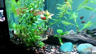 New clown loaches for 55 gallon (snail patrol) freshwater fish tank