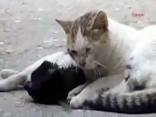 cat tries to revive dead cat
