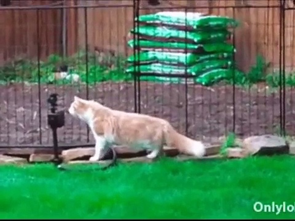 テンションがグイグイ上がる面白GIFwwwwwww 【6秒で笑える映像！おもしろすぎる動画特集】