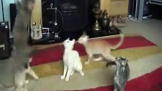 LaPerm Kittens Playing