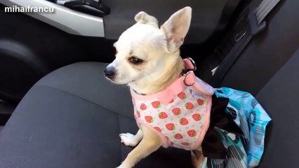 Cute Puppies Howling Compilation 2015 || NEW