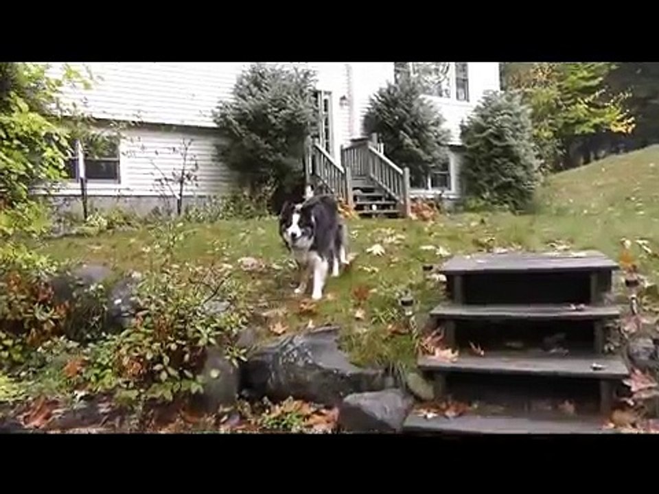 Border Collie Staring starring Heidi